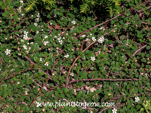 Little Dipper Cotonesater (Cotoneaster procumbens)